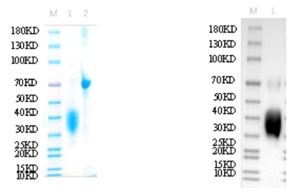 Reducing 12% SDS-PAGE and WB analysis profile of purified R92S<br />1. R92S<br />2. BSA